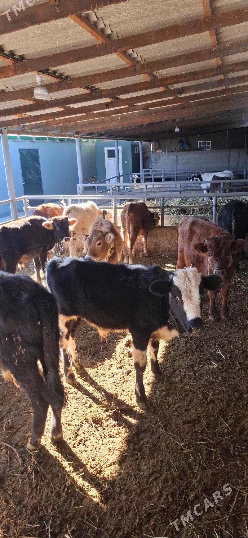 Okuz - Büzmeýin - img 2