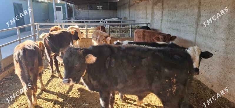 Okuz - Büzmeýin - img 3