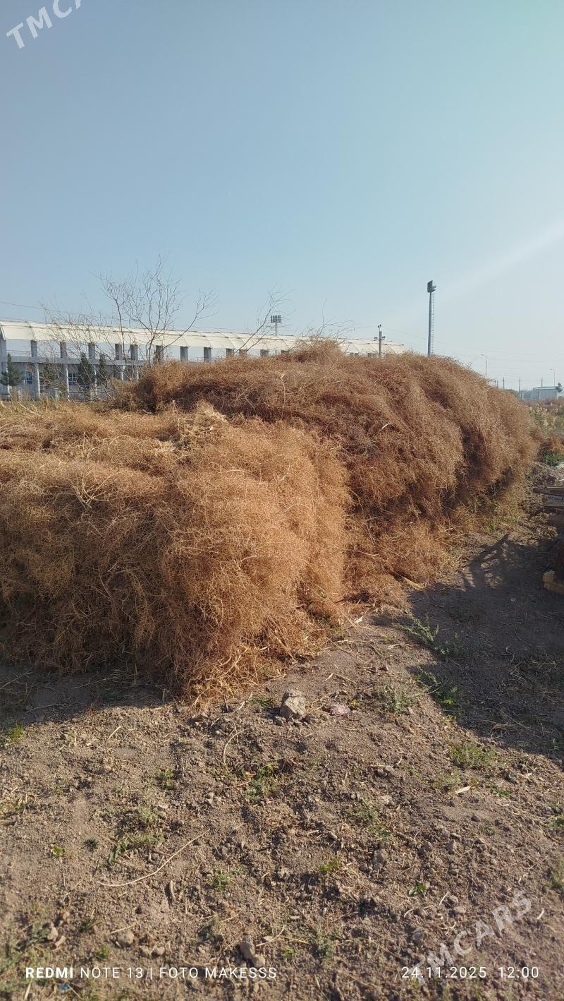 yandak.ot - Mary - img 1