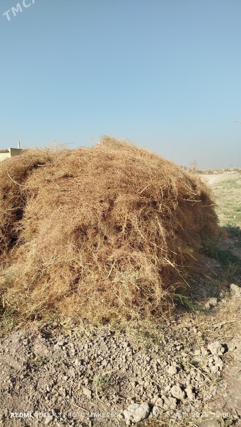 yandak.ot - Mary - img 2