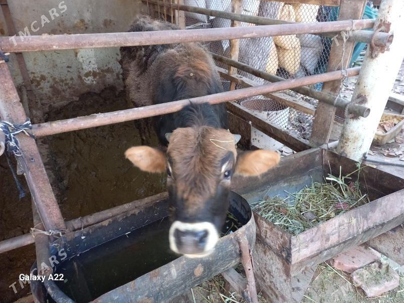 окуз - Ашхабад - img 3