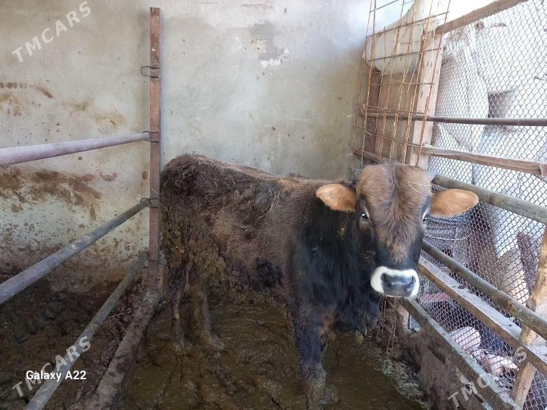 окуз - Ашхабад - img 2