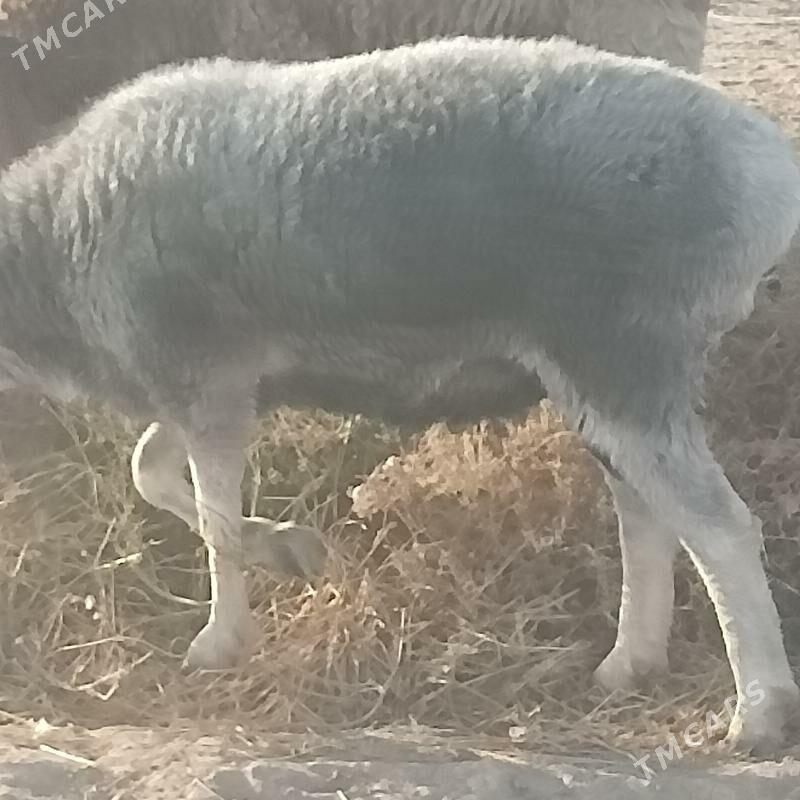 goç - Çärjew - img 5