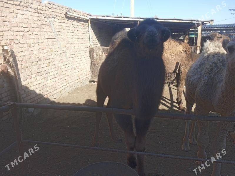 maya torum - Bereket - img 2