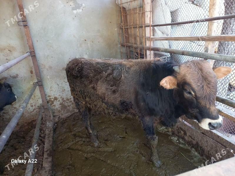 окуз - Ашхабад - img 6