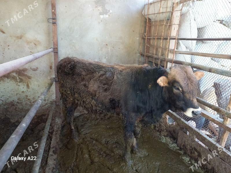 окуз - Ашхабад - img 4