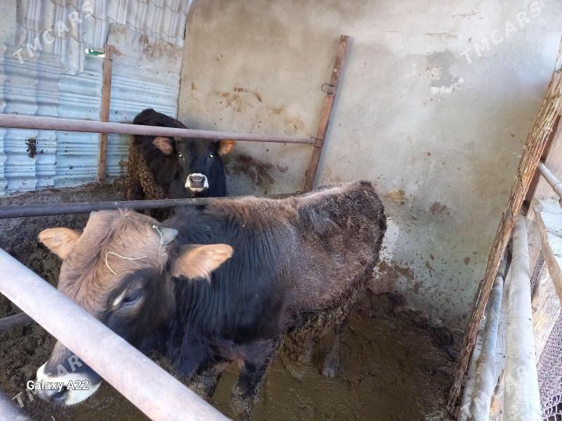 окуз - Ашхабад - img 5