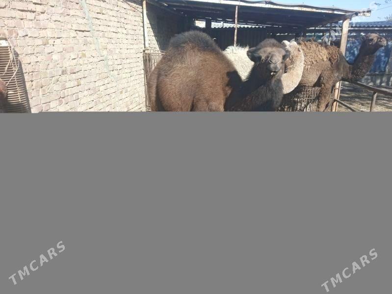 maya torum - Bereket - img 1