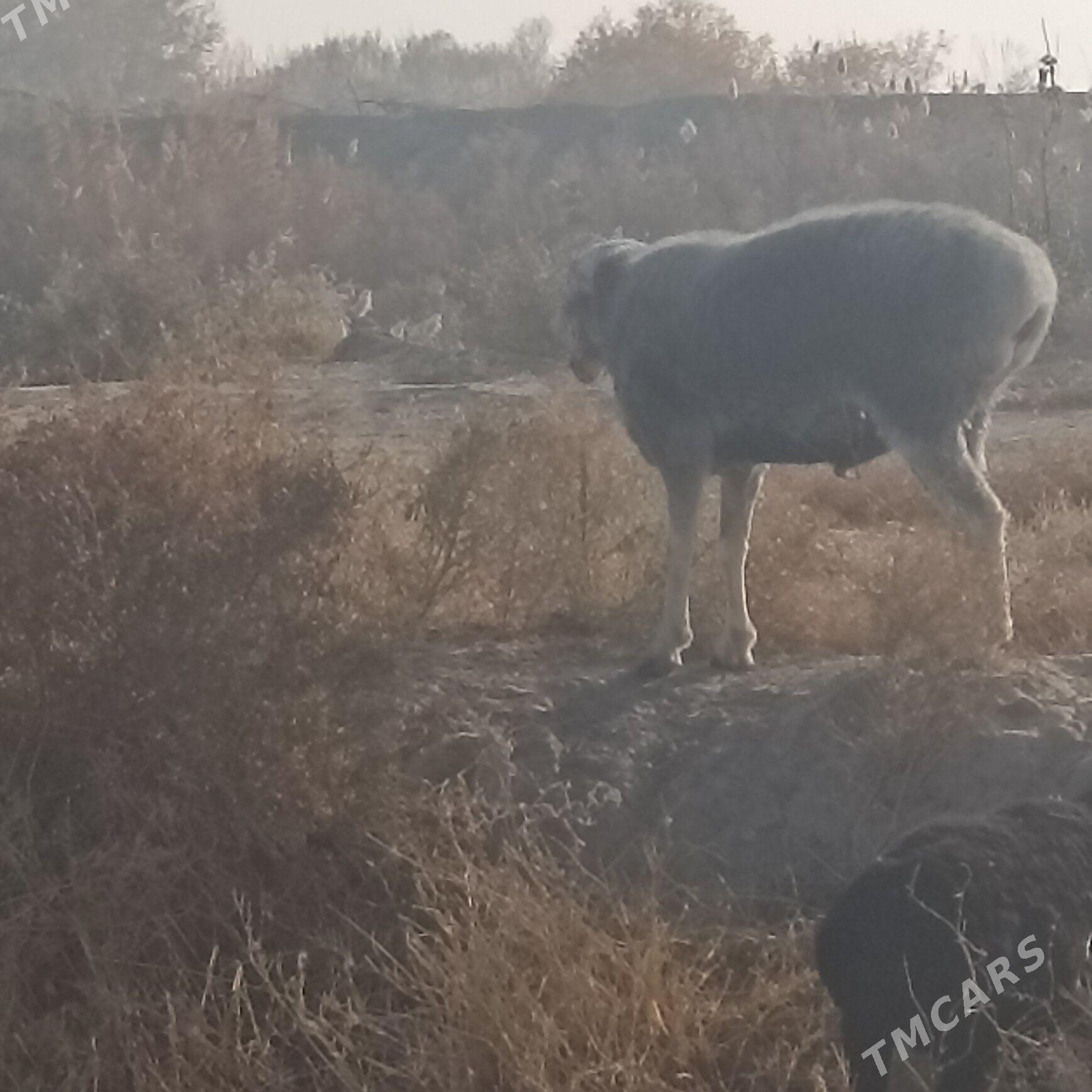 goç - Çärjew - img 4