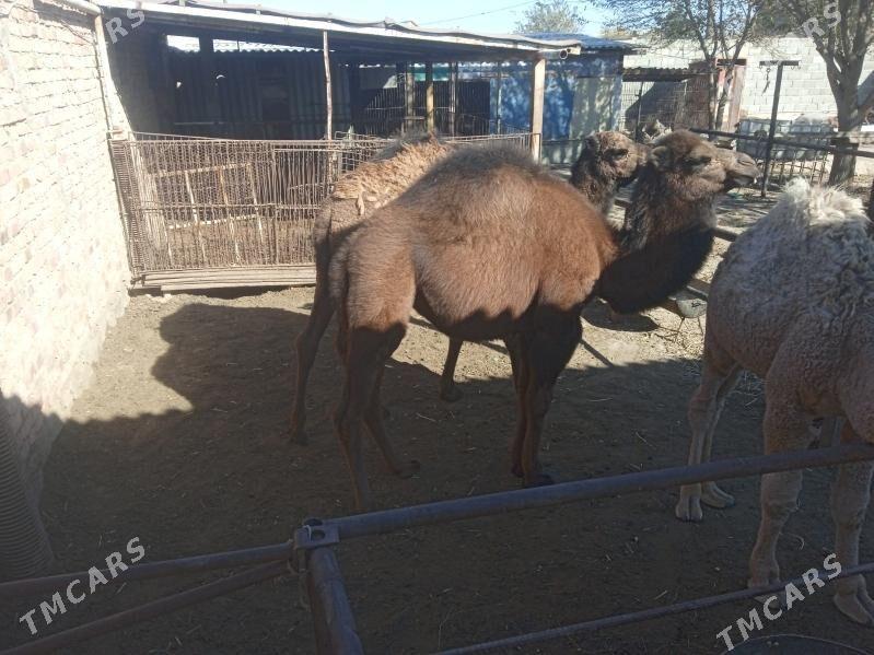 maya torum - Bereket - img 3