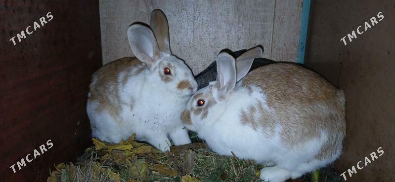 кролики - Ашхабад - img 2