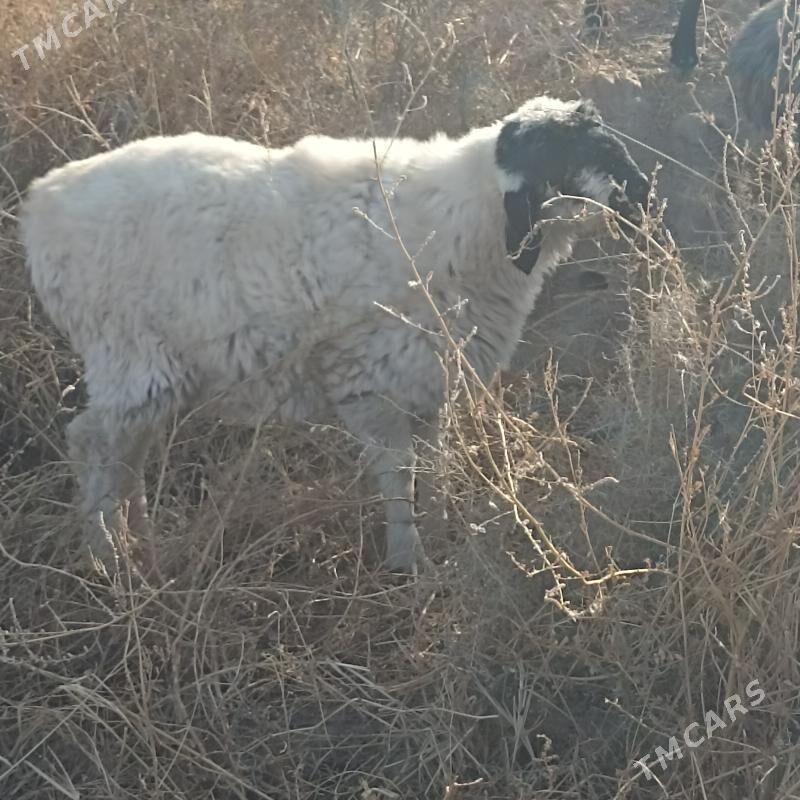 goç - Çärjew - img 8