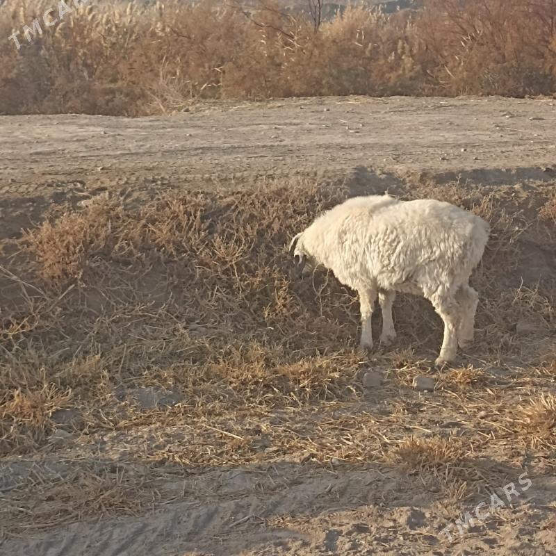 goç - Çärjew - img 7