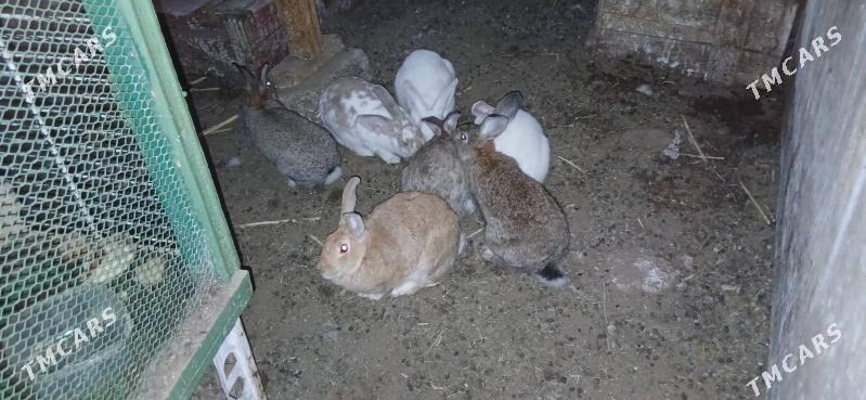 кролики - Ашхабад - img 3