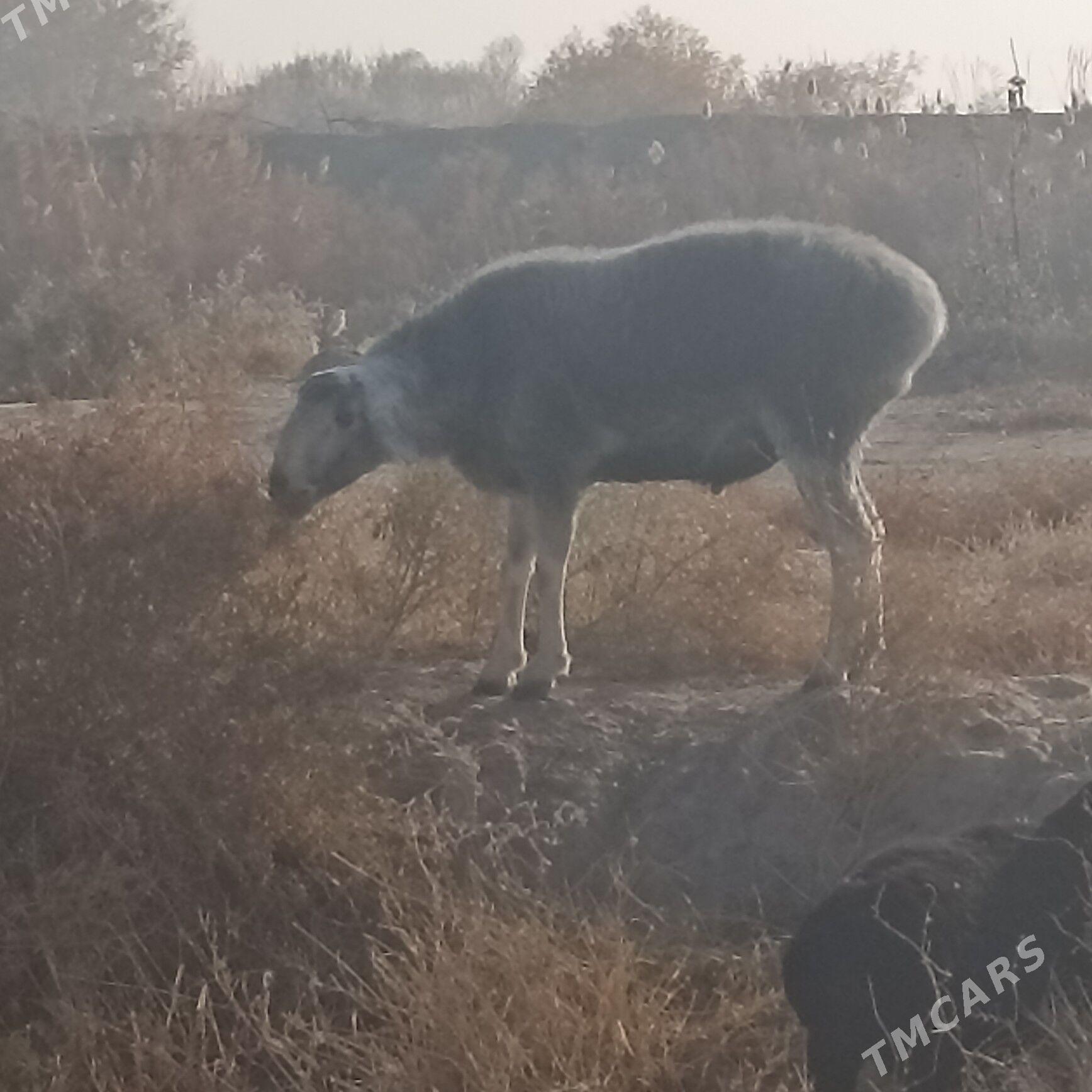 goç - Çärjew - img 2