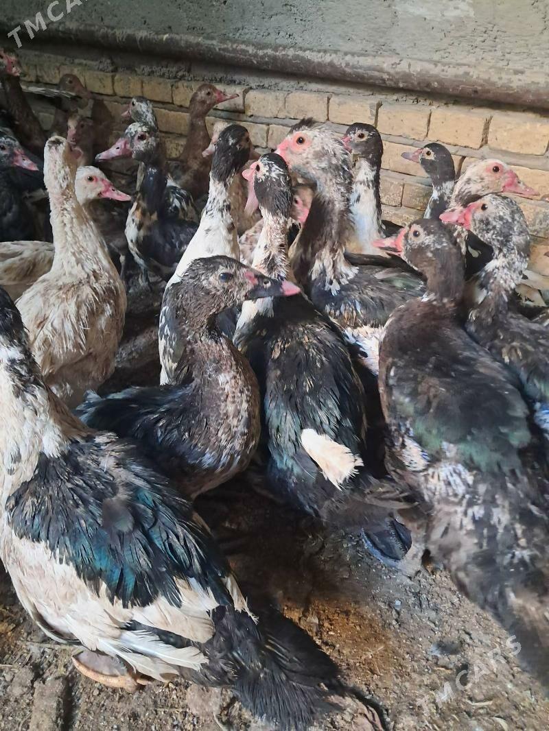 ordek - Türkmenabat - img 2