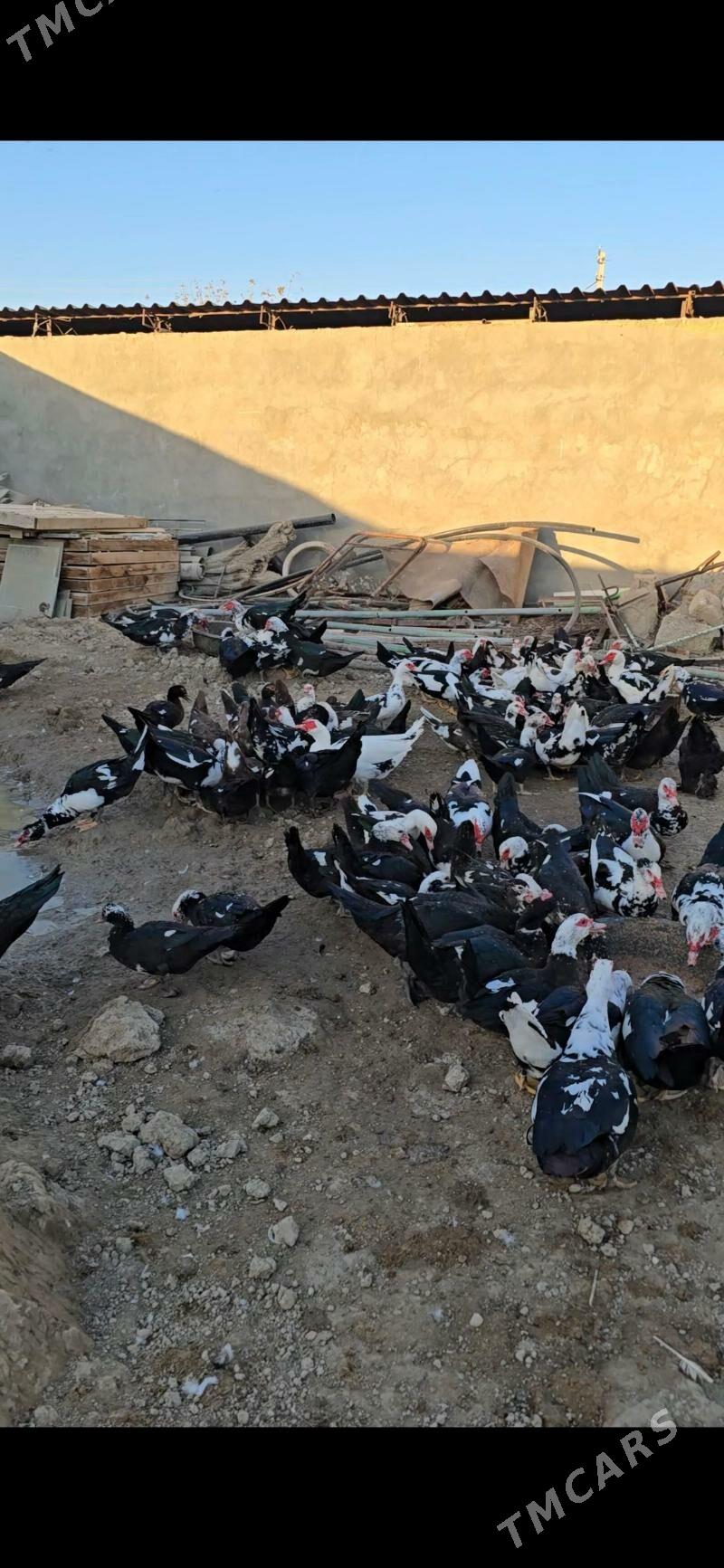 indagutka ordek ba - Бузмеин - img 6