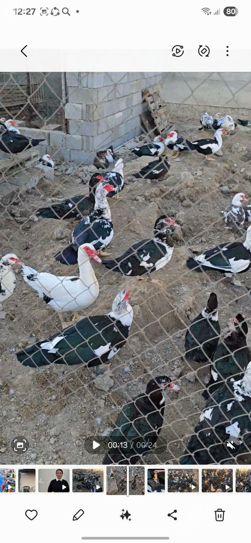 indagutka ordek ba - Бузмеин - img 1