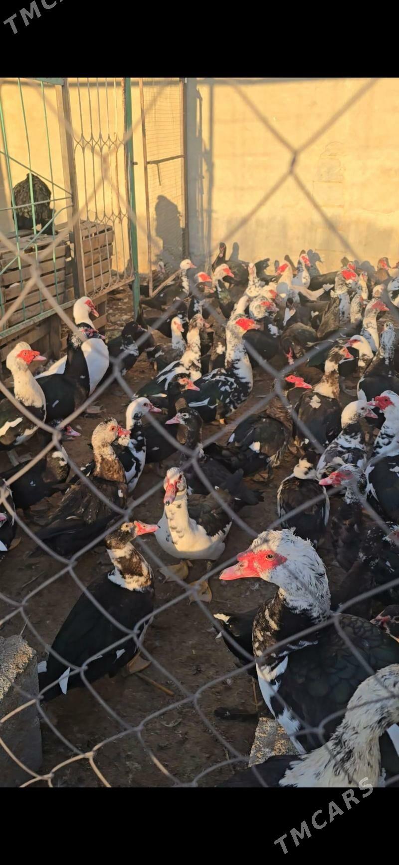 indagutka ordek ba - Бузмеин - img 2