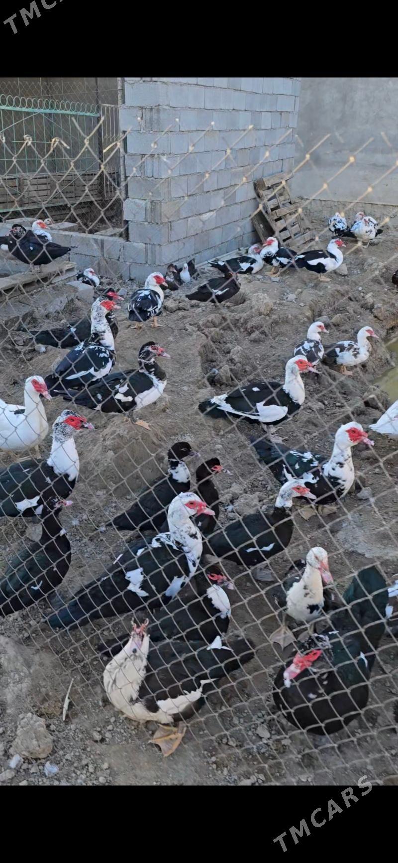 indagutka ordek ba - Бузмеин - img 5