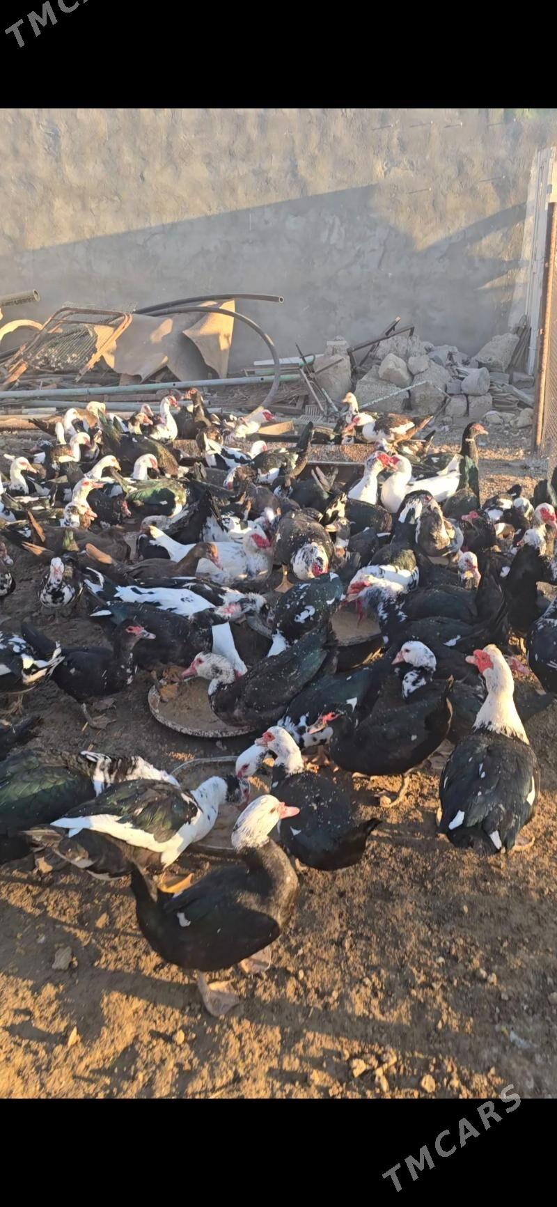 indagutka ordek ba - Бузмеин - img 3