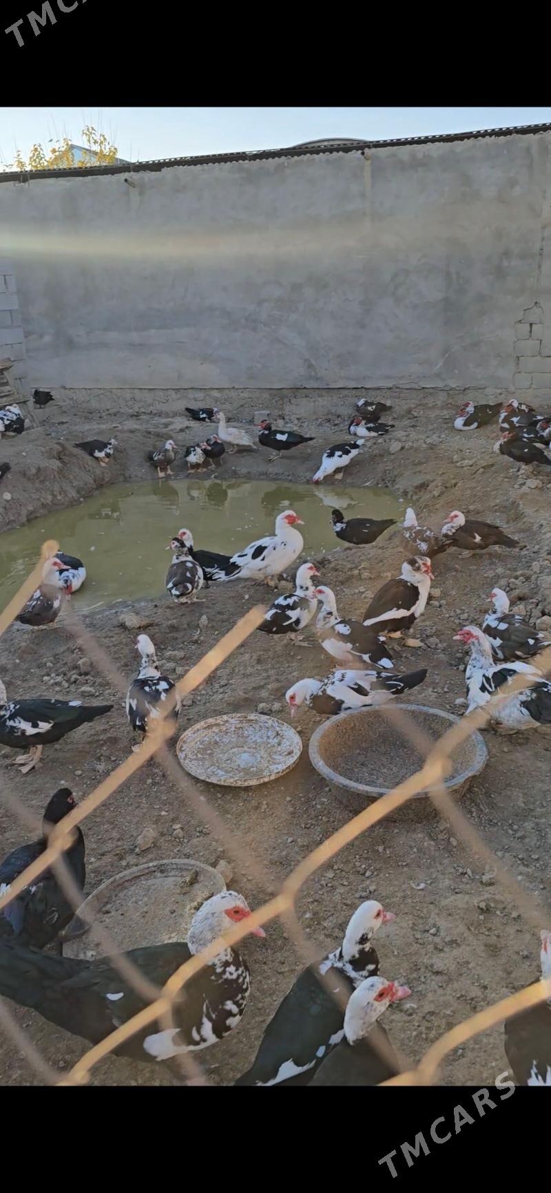 indagutka ordek ba - Бузмеин - img 4