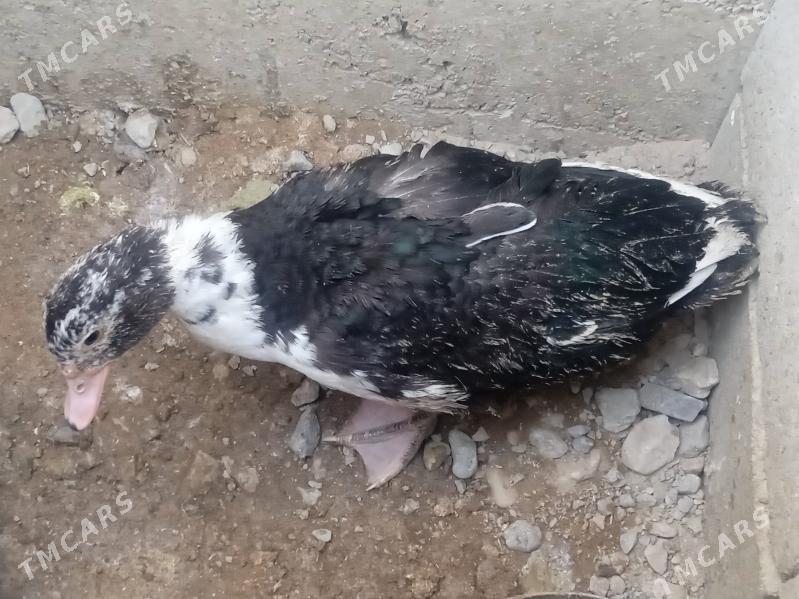 ördek - Гызыларбат - img 2