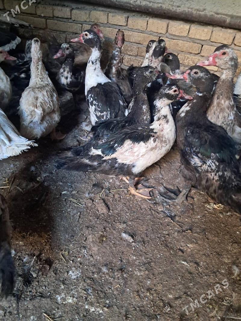 ordek - Türkmenabat - img 4