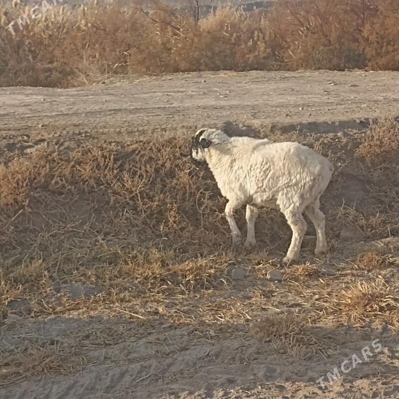 goç - Çärjew - img 6