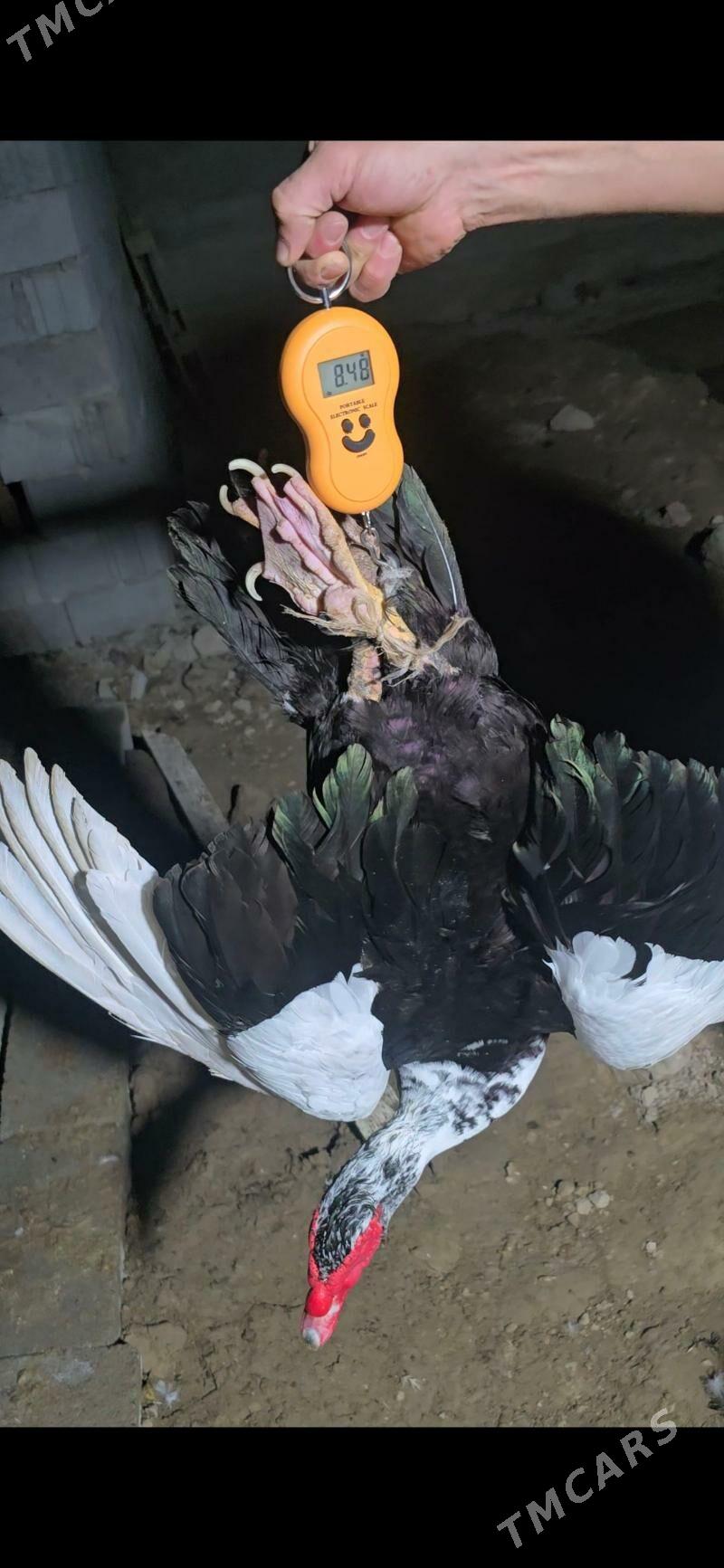 indagutka ordek ba - Бузмеин - img 9