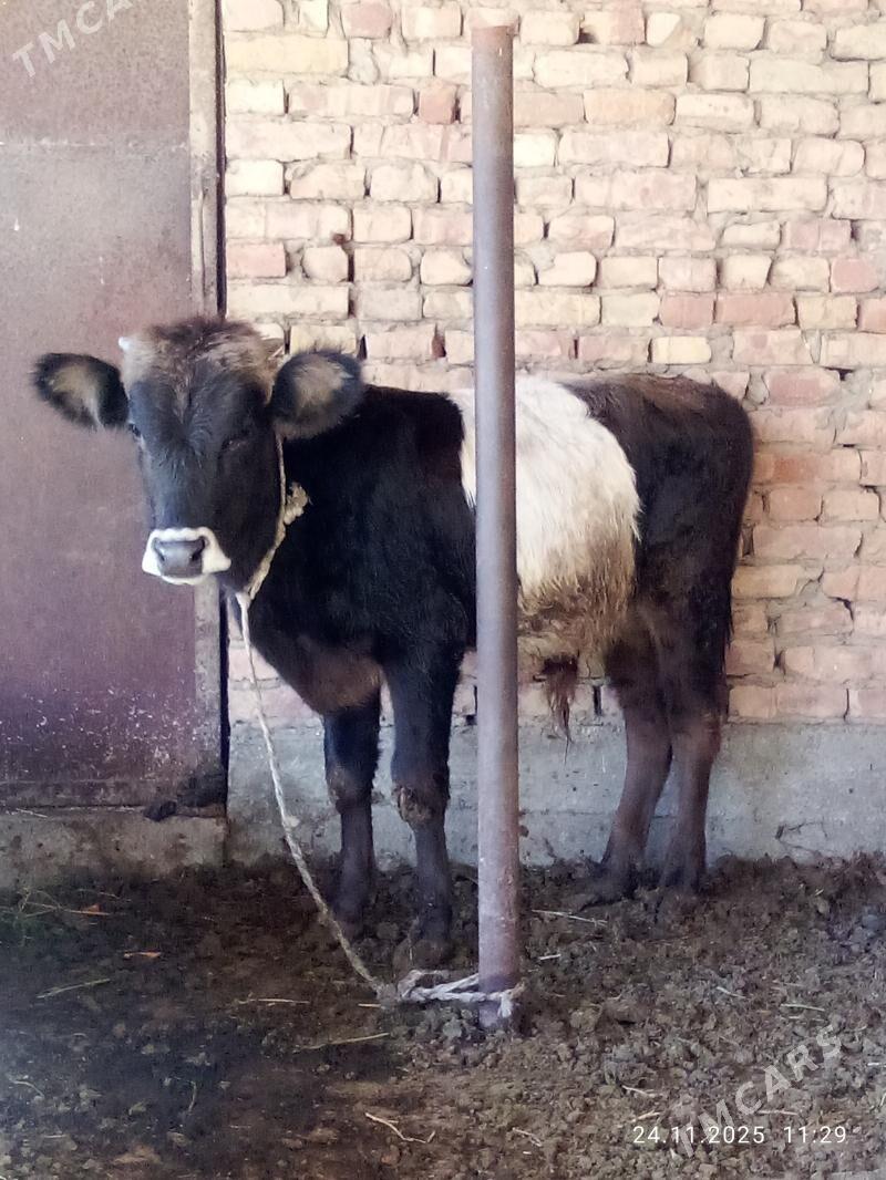 Tohum Öküz Gibrit 9 aýlyk - Gökdepe - img 2