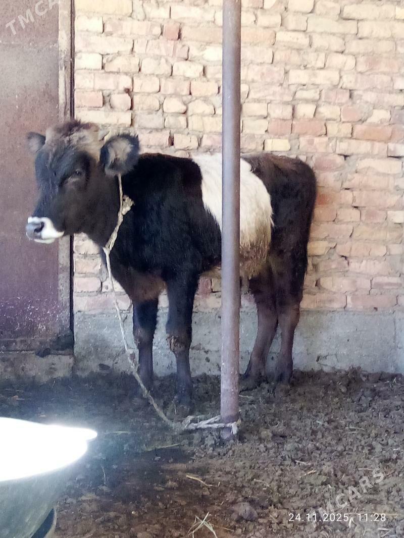 Tohum Öküz Gibrit 9 aýlyk - Gökdepe - img 7