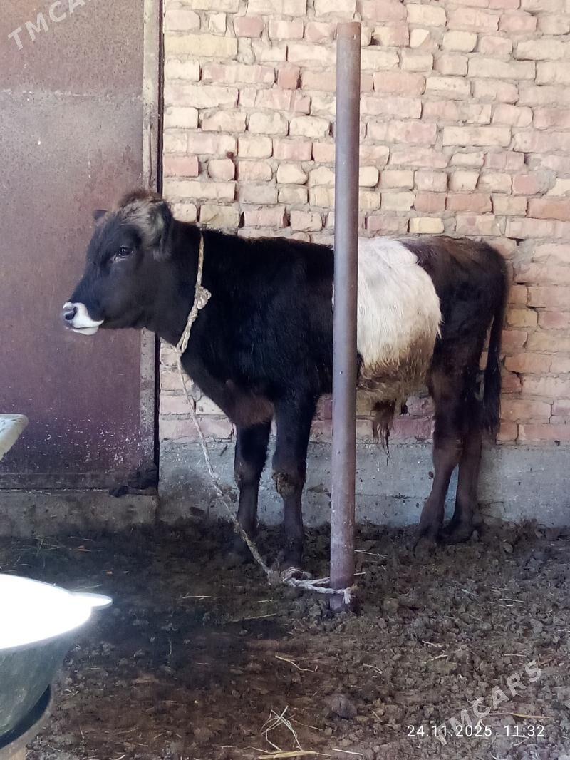 Tohum Öküz Gibrit 9 aýlyk - Gökdepe - img 3