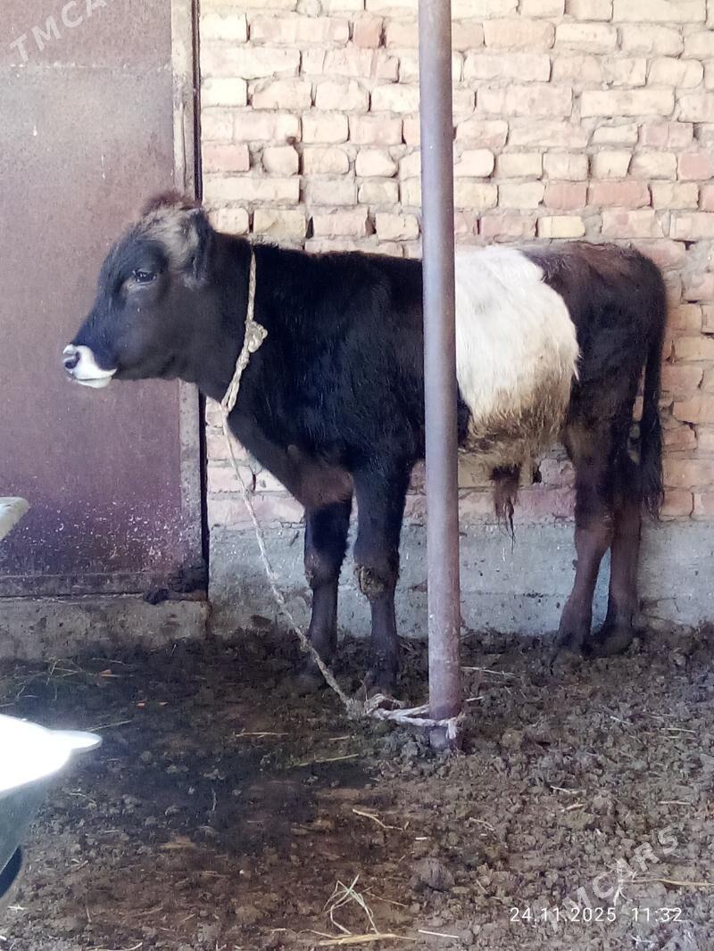 Tohum Öküz Gibrit 9 aýlyk - Gökdepe - img 5