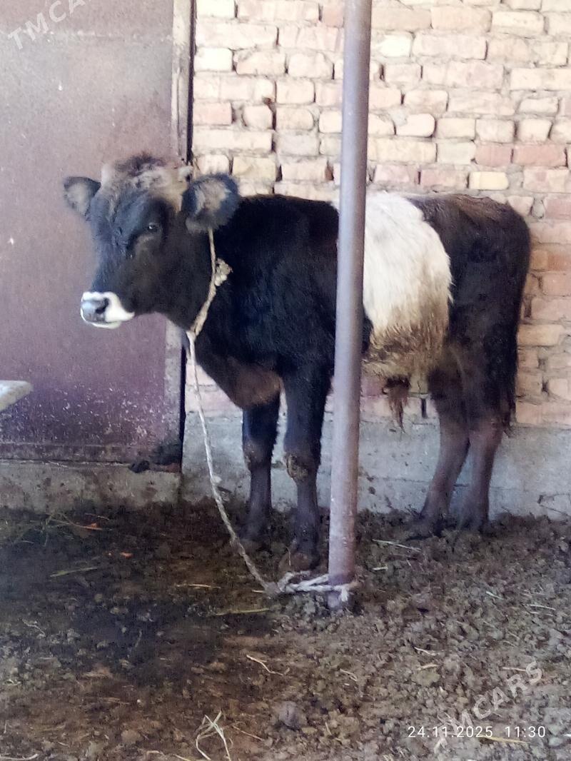 Tohum Öküz Gibrit 9 aýlyk - Gökdepe - img 6