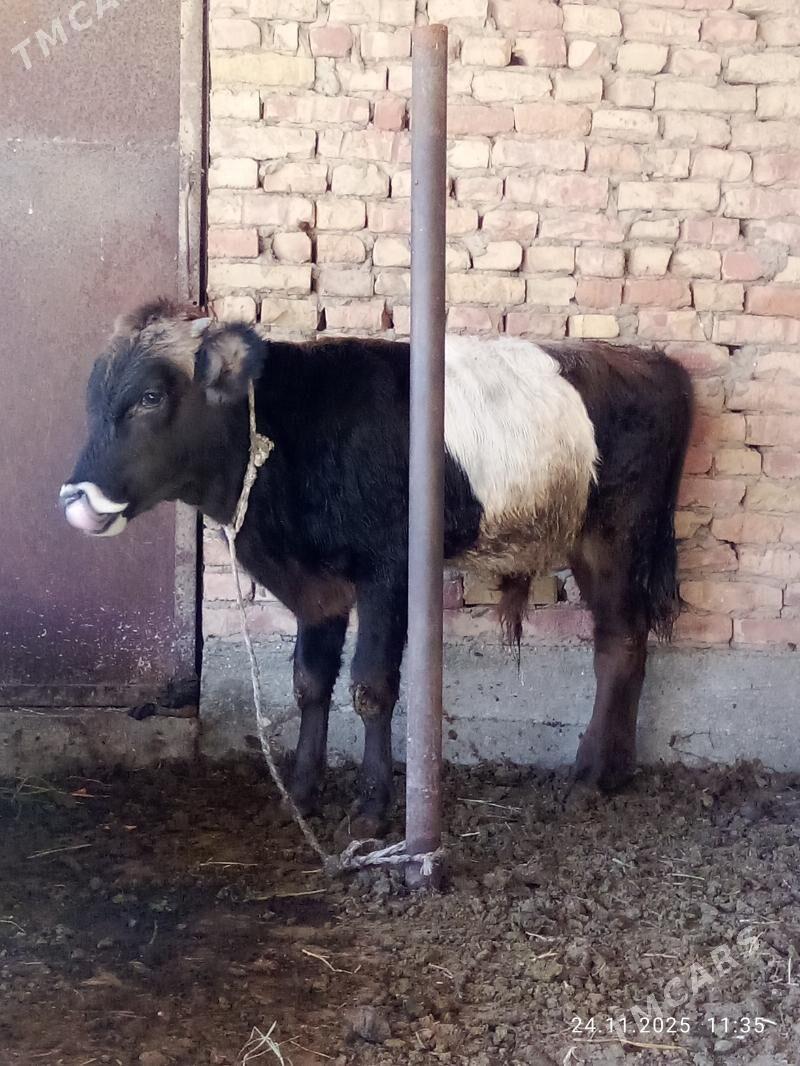 Tohum Öküz Gibrit 9 aýlyk - Gökdepe - img 4