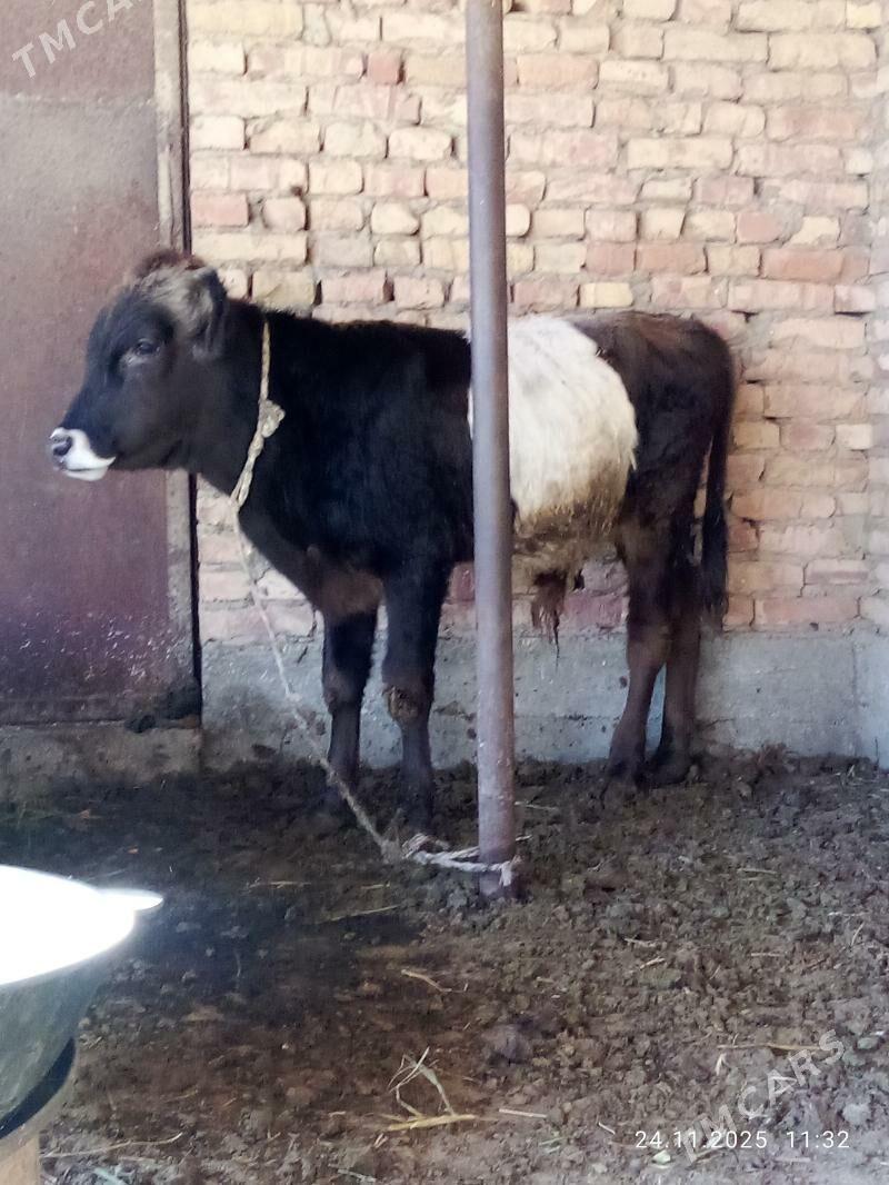 Tohum Öküz Gibrit 9 aýlyk - Gökdepe - img 8