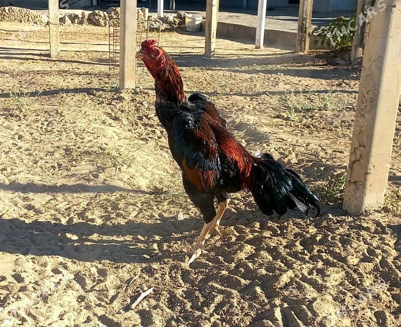 taşgent horaz - Büzmeýin - img 7