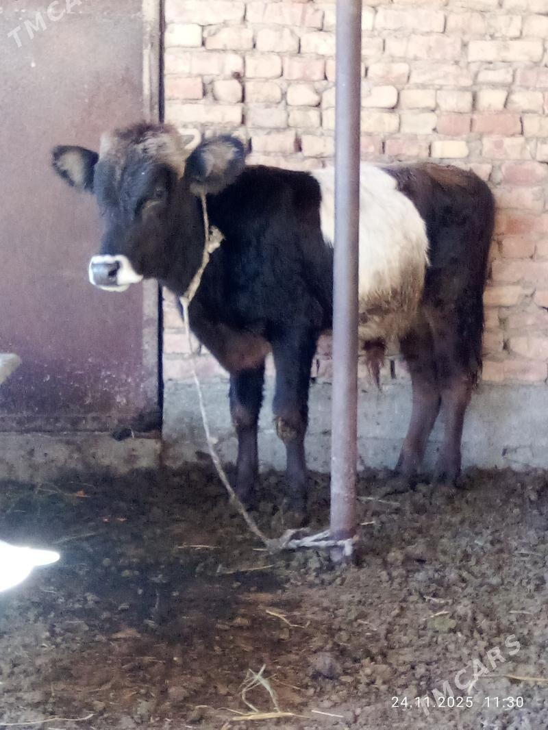 Tohum Öküz Gibrit 9 aýlyk - Gökdepe - img 9