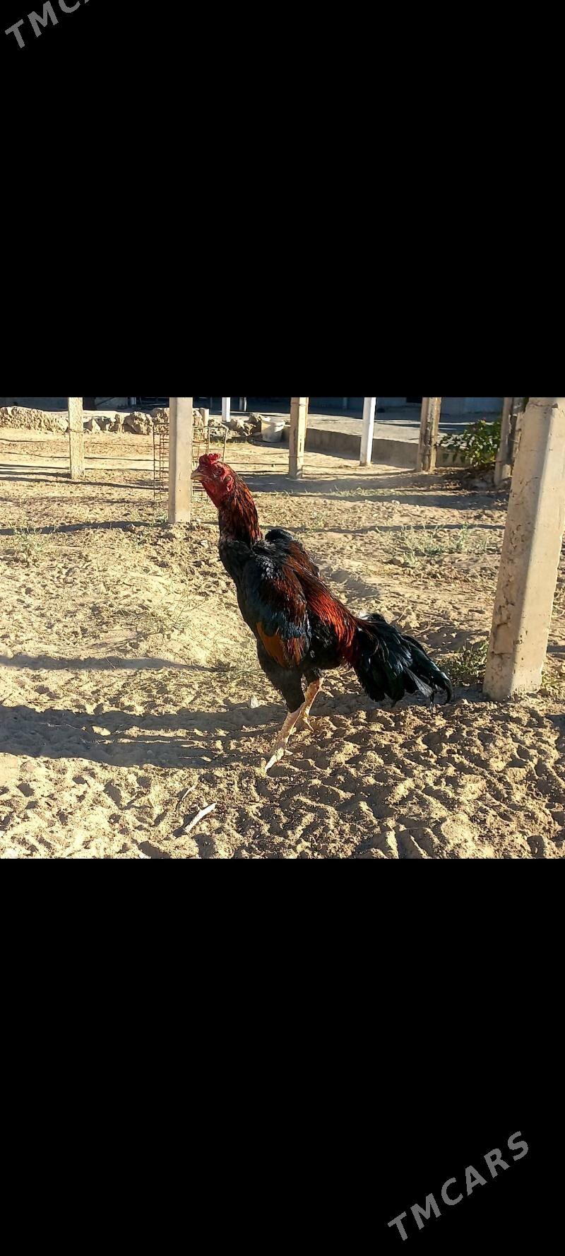 taşgent horaz - Büzmeýin - img 3