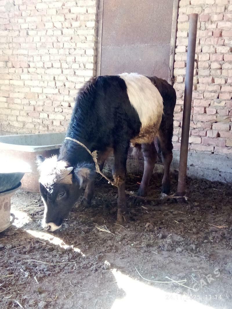 Tohum Öküz Gibrit 9 aýlyk - Gökdepe - img 10