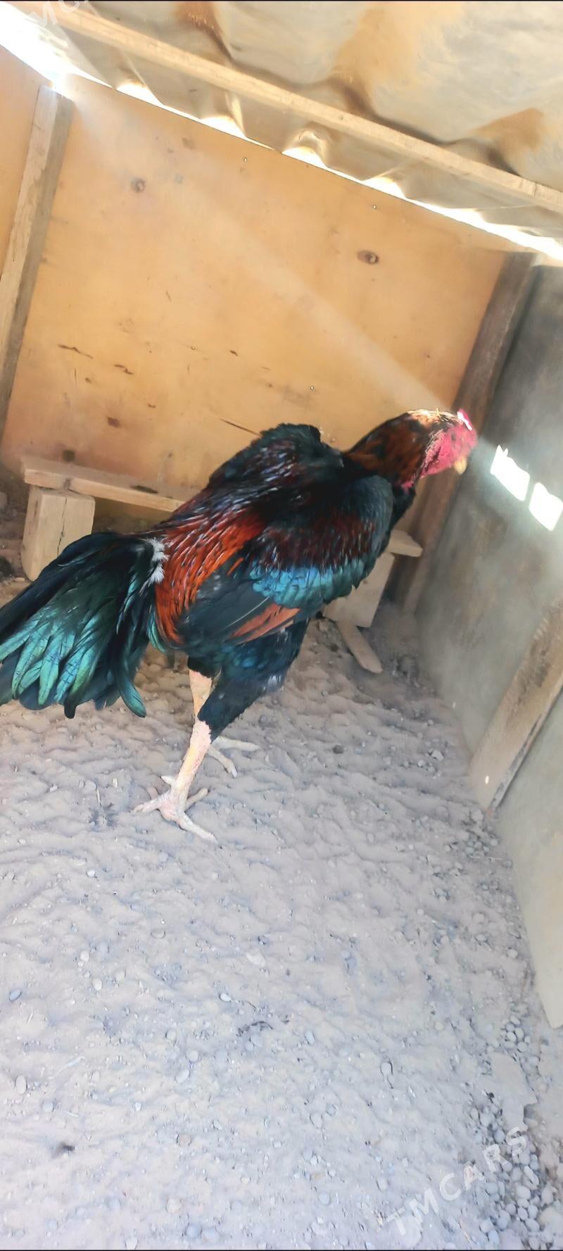 taşgent horaz - Büzmeýin - img 2