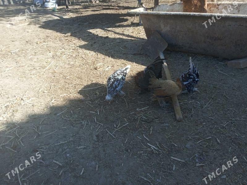 karlik tawuk - Bereket - img 2