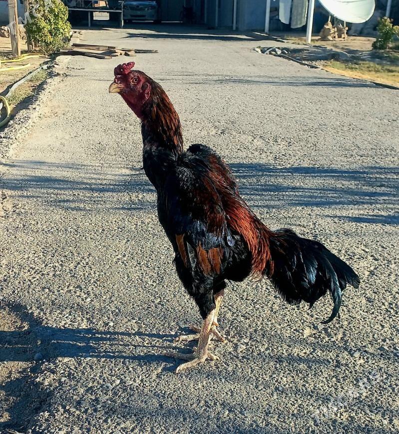 taşgent horaz - Büzmeýin - img 4