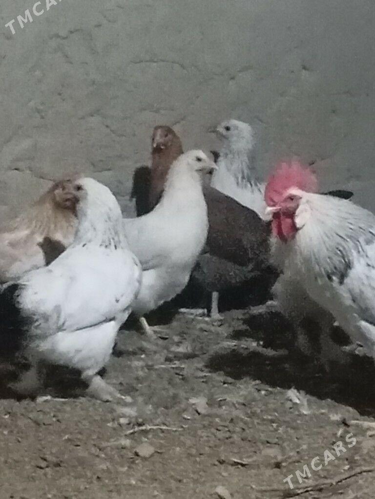 towuk - Kaka - img 3