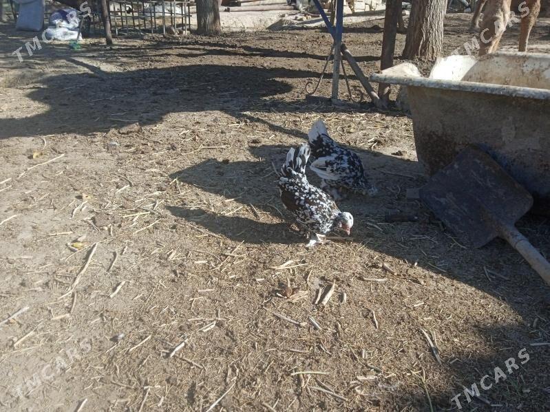 karlik tawuk - Bereket - img 3