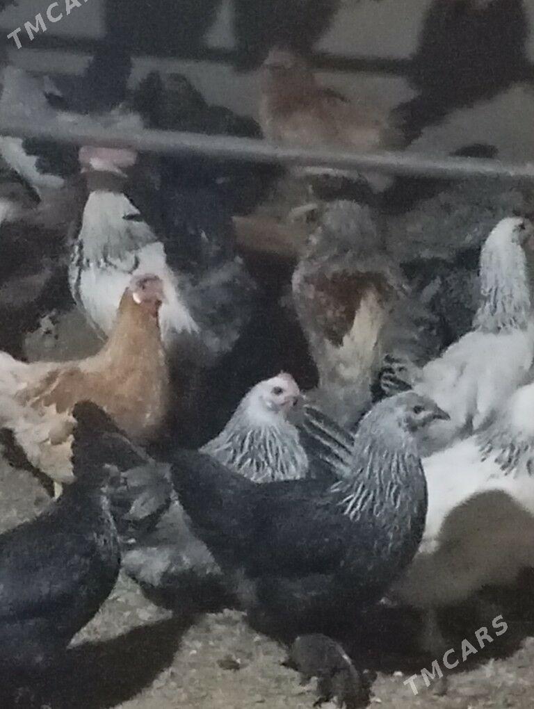 towuk - Kaka - img 2