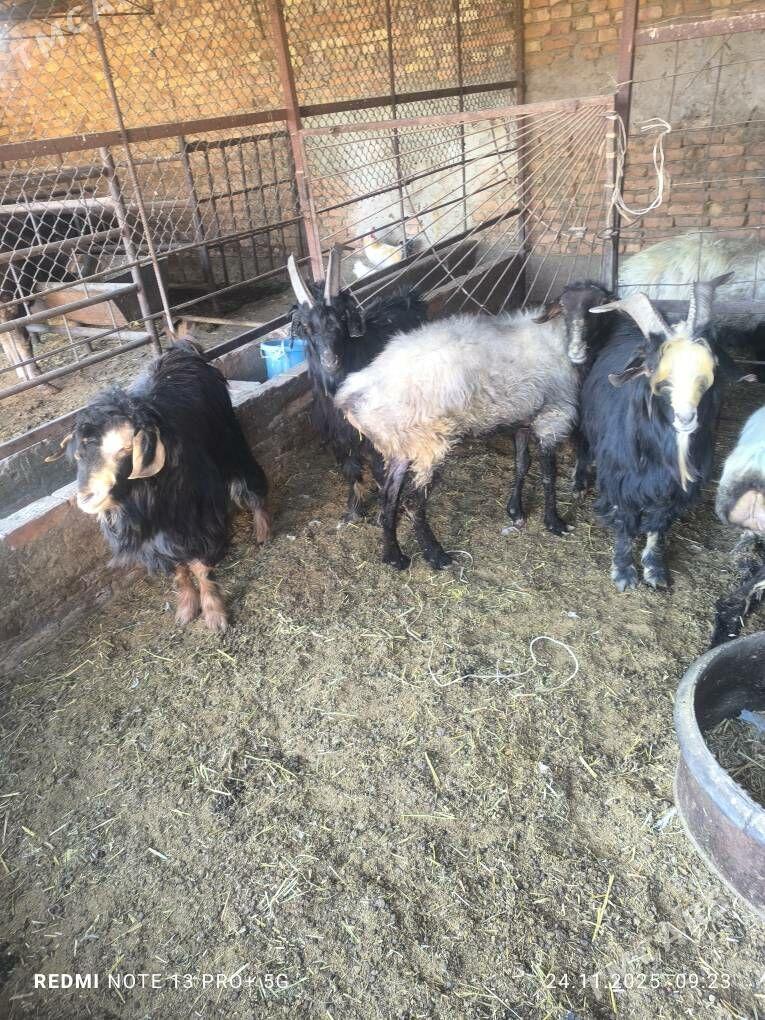 goýun teke - Bäherden - img 4