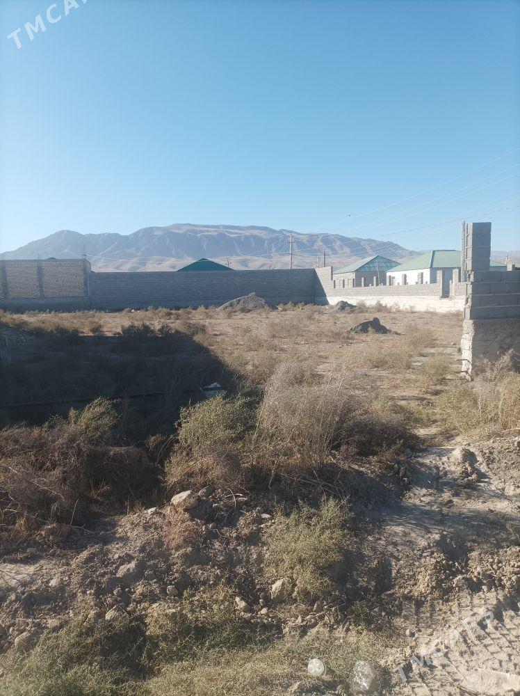 Gäwers Bereketli Äne - Ak bugdaý etraby - img 2