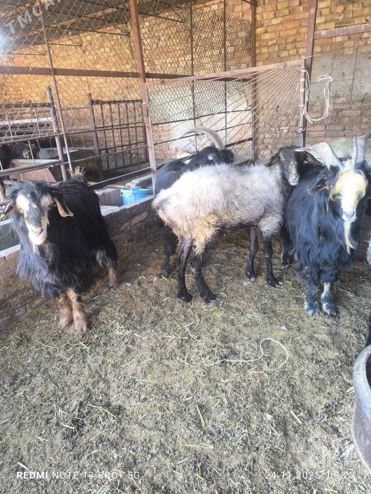 goýun teke - Bäherden - img 3